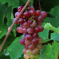 Grapes in Egypt