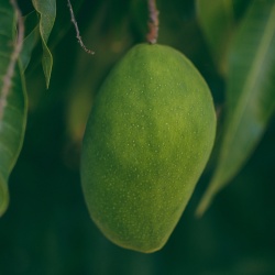 Mango in Egypt